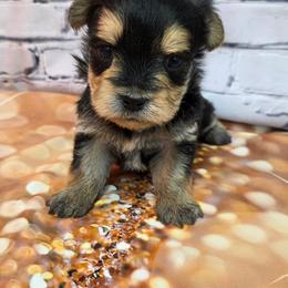 Banks - Black & tan tri-color male Morkie puppy in Monticello, Iowa from Ashley’s Puppies