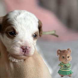 Girl 3- Elanor - Cavapoo puppy from By Design Doodles