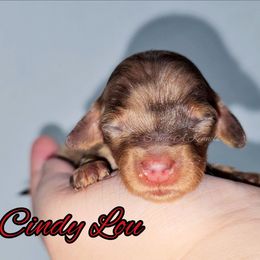 Cindy Lou - Dapple female Dachshund puppy in Quitman, Mississippi from S-and-A Kennels