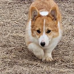 Iris - Red female Pembroke Welsh Corgi puppy in Kiowa, Colorado from Cool Water Corgis LLC
