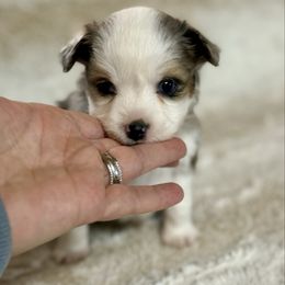 Waffle - Blue merle female Toy Australian Shepherd puppy in Colorado from Yampa Valley Aussies