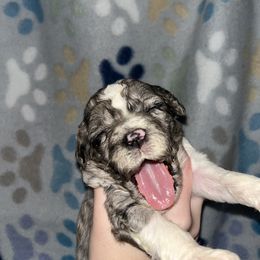 Aussiedoodle, Australian Shepherd, and Catahoula Leopard Dog Puppies from C&S Kennels