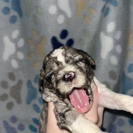 Aussiedoodle, Australian Shepherd, and Catahoula Leopard Dog Puppies from C&S Kennels