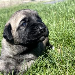 Girl 1 - Fawn female Anatolian Shepherd Dog puppy in Kalispell, Montana from Wild Rooster Family Farm – AKC Anatolian Shepherd Breeder, OFA Health Tested