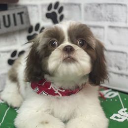 Lollipop - Shih Tzu