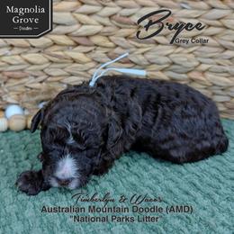 Bryce - Grey Collar - male Australian Mountain Doodle puppy in Oxford, Alabama from Magnolia Grove Doodles