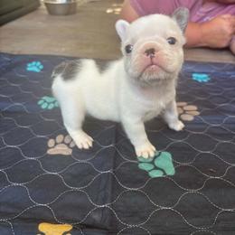 Lilac pied male - White and brindle male French Bulldog puppy in Tuscaloosa, Alabama from J & J classic frenchies