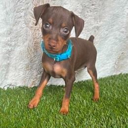 Miniature Pinscher Puppies from DeLeeuw Family Miniature Pinschers