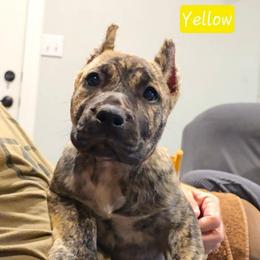 Yellow Collar - Tiger female Perro de Presa Canario puppy in Pocahontas, Illinois from Cabeza Grande Kennel