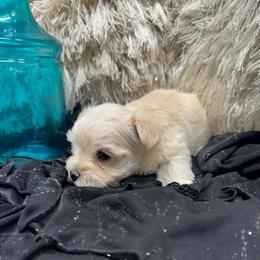 Major - White and tan male Morkie puppy in Taylorsville, North Carolina from Mountain Top Hot Tailz