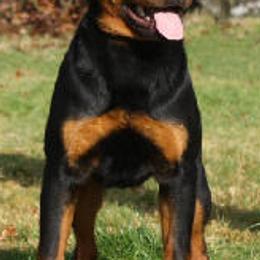Rottweilers from Vom Haus Burns LLC