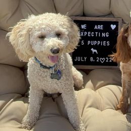 Cavapoos from Maria’s Cavapoos F1B