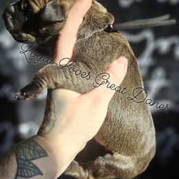 Boy 1 - Fawn Great Dane puppy in Ohio from Loyal-Loves Great Danes