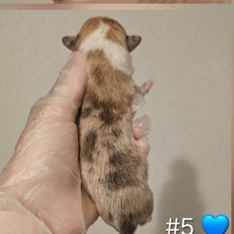 5 boy - Red male Pembroke Welsh Corgi puppy in Tomball, Texas from Larsen Loved Corgis