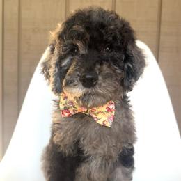 Kamikazi - Merle male Goldendoodle puppy in Mount Pleasant, Tennessee from Doodle My Heart