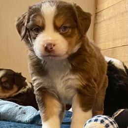 Ivy - Red tri female Miniature Australian Shepherd puppy in Somerset, Kentucky from Natural Life Ranch