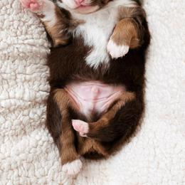 Australian Shepherd Puppies from SoCo Aussies
