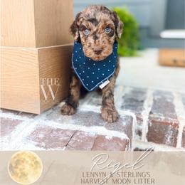 Rigel - Merle male Goldendoodle puppy in Soddy Daisy, Tennessee from The W Doods