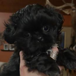 Ding Dong - Black male Shih Tzu puppy in Nekoosa, Wisconsin from Brox Acres House of Fur LLC