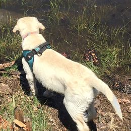 Labrador Retrievers from Cream of Carson Valley Labradors
