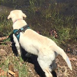 Labrador Retrievers from Cream of Carson Valley Labradors