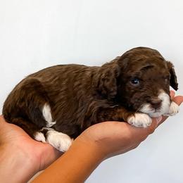 Humphrey - Brown and white male Aussiedoodle puppy in Flagstaff, Arizona from Gunstock Doodles