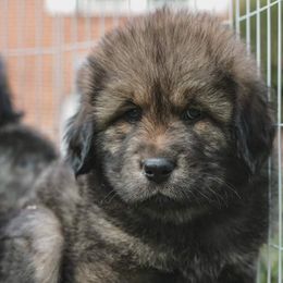 Neapolitan Mastiff and Tibetan Mastiff Puppies from Carolina Coastal Mastinos