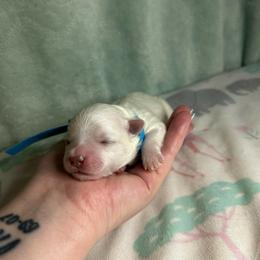 Boy 1 - White male Maltese puppy in Clover, South Carolina from Cudi’s Buddies