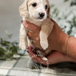 Dachshund Puppies from VOB Doxie