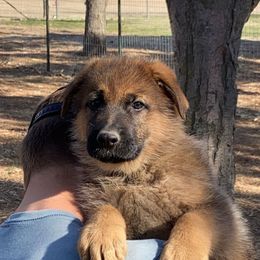German Shepherd Puppies from Prairieland German Shepherds
