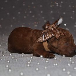 Poodle Puppies from Noblelee Kennel