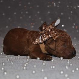 Poodle Puppies from Noblelee Kennel