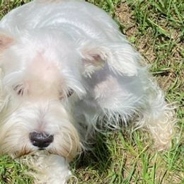 Miniature Schnauzers from Shuna Oliver