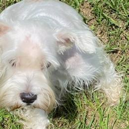 Miniature Schnauzers from Shuna Oliver