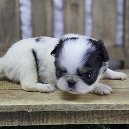 Bandit - Black tan and white male Japanese Chin puppy in Johnson City, Tennessee from Erin & Friends Japanese Chin