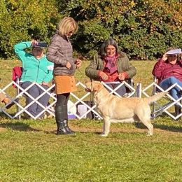 Labrador Retriever Puppies from Swinging Bridge Labrador Retrievers