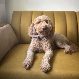 Goldendoodle All Grown Up from Fountain Valley Doodles