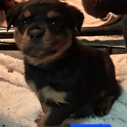 Boy 5 - Black and mahogany male Rottweiler puppy in De Witt, Iowa from Irish Eyes Kennels