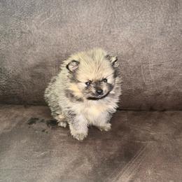 Shilo - Orange sable male Pomeranian puppy in Zavalla, Texas from Precious Puff Poms