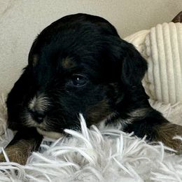 Girl 2 - Black and white female Bernedoodle puppy in Russiaville, Indiana from Pleasant Creek Minibernedoodles