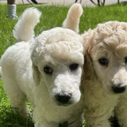 Chinese Cresteds and Poodles from Mindy Dobrow's Chinese Crested Puppies and standard poodles