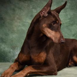 Doberman Pinschers from Masterpiece Dobermans