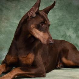 Doberman Pinschers from Masterpiece Dobermans