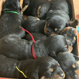 Rottweiler Puppies from Vom Haus Faulkner Rottweiler