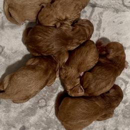 Boy 2 - Apricot male Goldendoodle puppy in Sterling, Connecticut from Justine’s Retrievers and Doodles