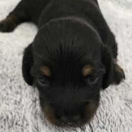 Cosmo - Black and tan female Dachshund puppy in De Land, Florida from Double Aces Doxies