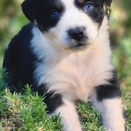 Australian Shepherds from D&D Australian Shepherds