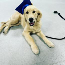Golden Retriever and Labrador Retriever Puppies from Golden Bundles