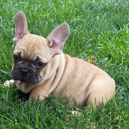 Fred from OFA'd Parents - Fawn male French Bulldog puppy in Billings, Montana from Yellowstone Frenchies