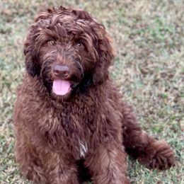 DM9046 - Puddles - Chocolate male Australian Labradoodle puppy in Easley, South Carolina from Royal Diamond Labradoodles